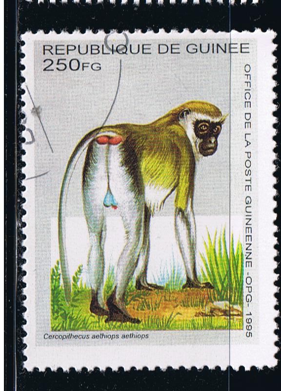 Cercopithecus aethiops aethiops