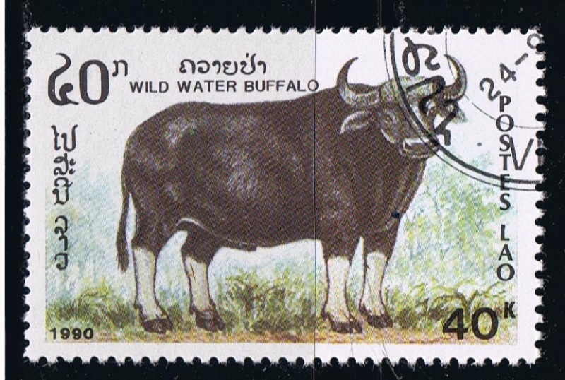 Wild Water buffalo