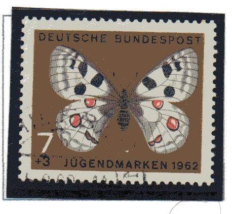 Mariposas Apollon      1/4