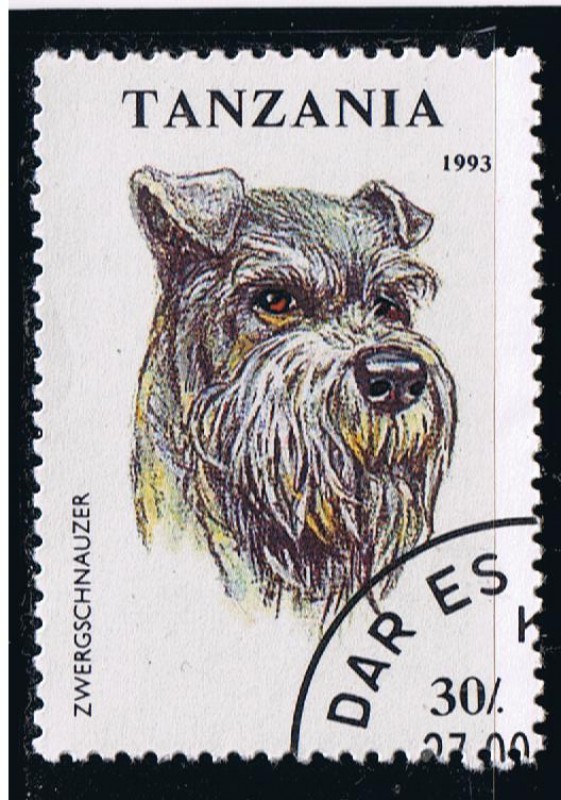 Zwergschnauzer