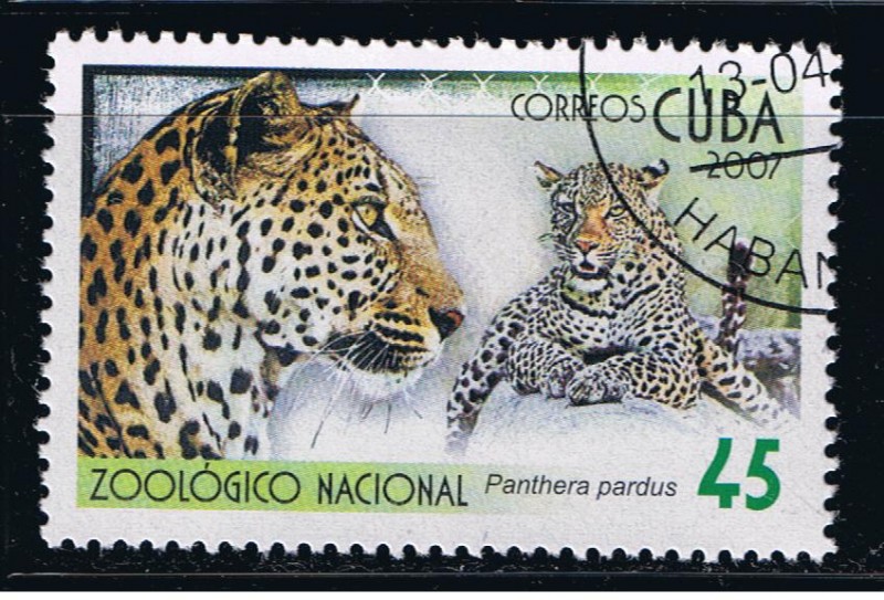 Zoológico Nacional.  Panthera pardus