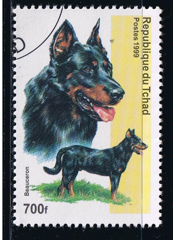 Beauceron