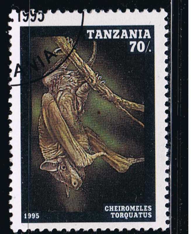 Cheiromeles torquatus