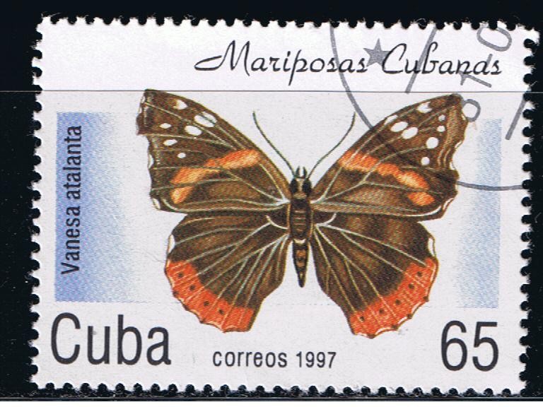 Mariposas cubanas  Vanesa atalanta