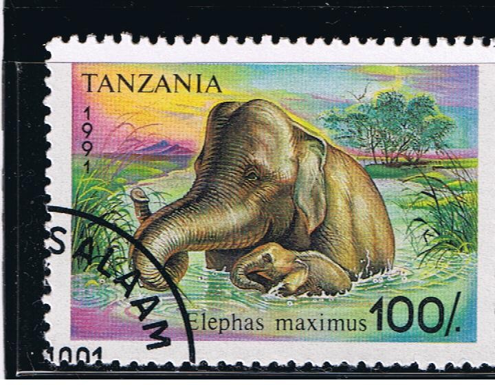 Elephas maximus