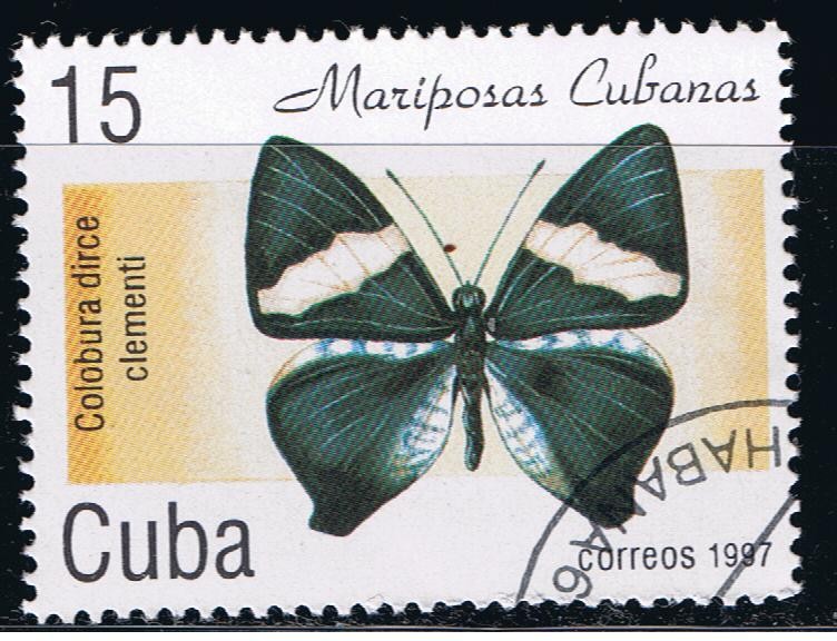 Mariposas cubanas Colobura dirce clementi
