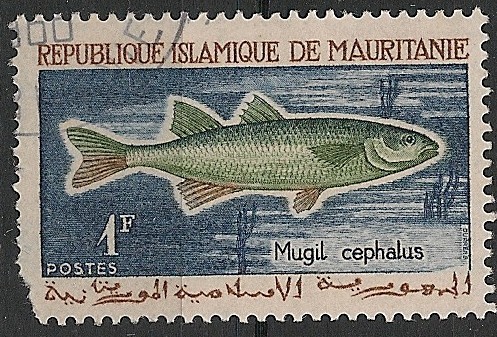 Stripped Mullet. Sc0177