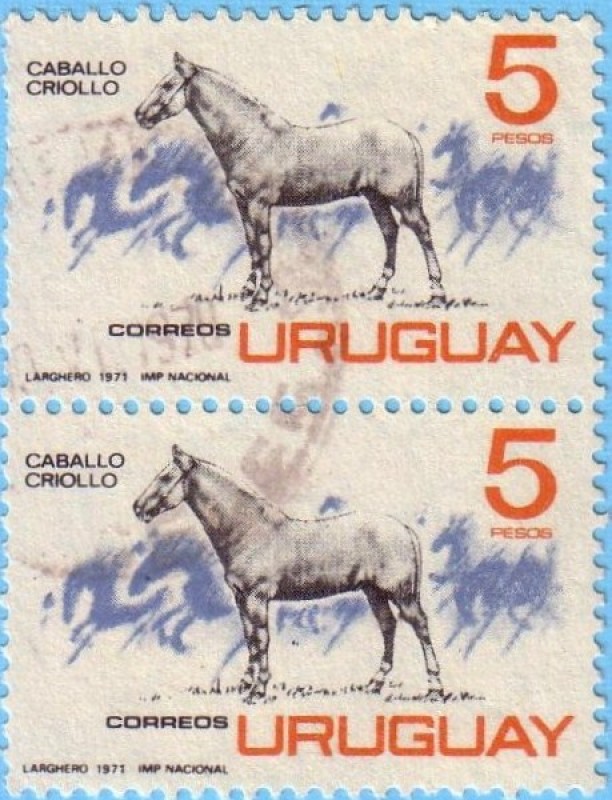 Caballo Criollo