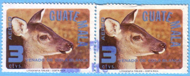 Venado de Cola Blanca