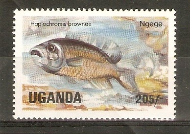 HAPLOCHROMIS    BROWNAE