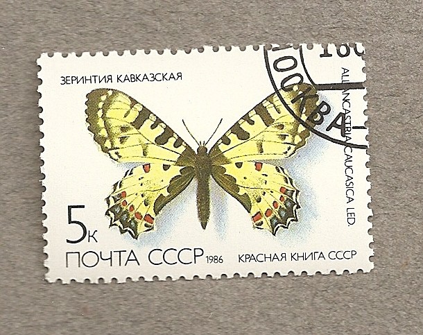 Mariposa Allancastria caucasica