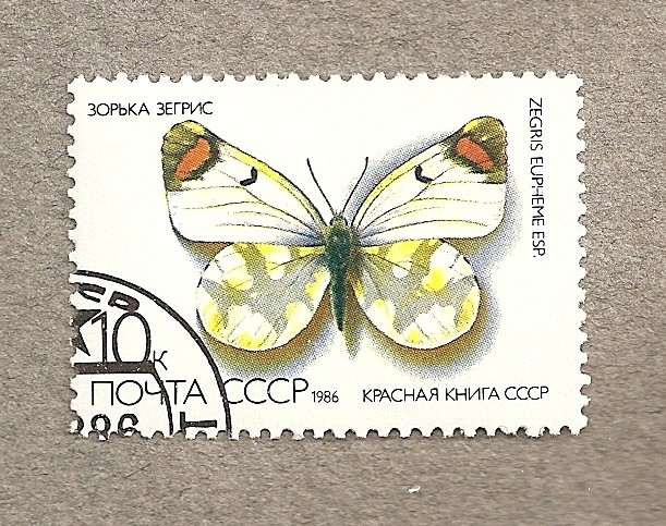 Mariposa Zegris eupheme