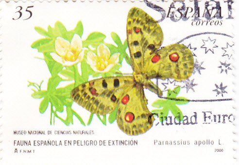 fauna española en peligro de extinción-Parnassius apollo   (A)