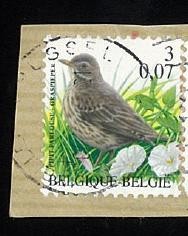 Pipit Farlouse