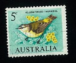 Yelow-Tailed Thornbill