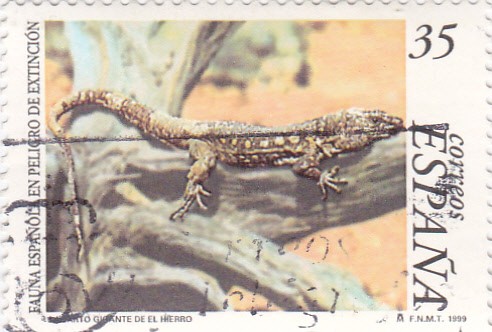 fauna española en peligro de extinción-lagarto gigante de el Hierro    (A)