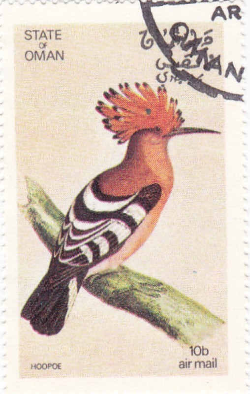 Hoopoe