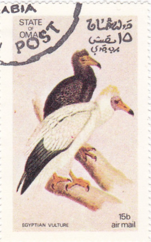 Egyptian  Vulture