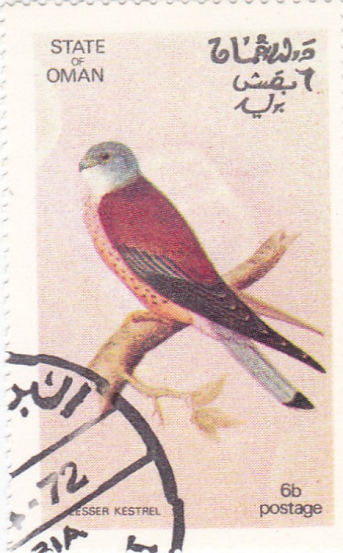 Lesser Kestrel