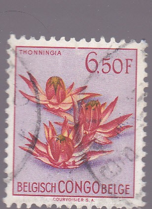 Thonningia