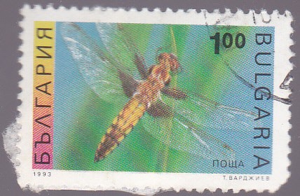 insectos- libélula