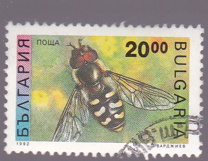 insectos- mosca