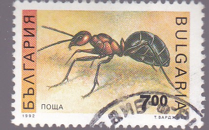 insectos- hormiga