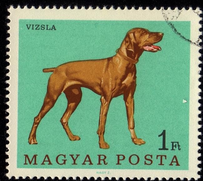 VIZSLA