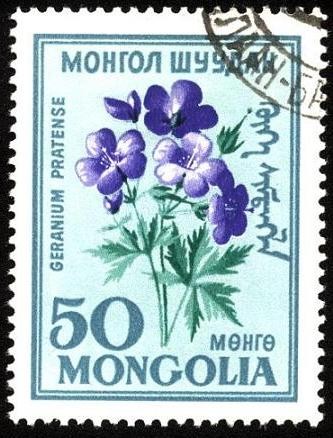 Flores de Mongolia. Geranium pratense.