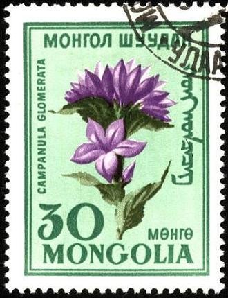 Flores de Mongolia. Campanula glomerata.