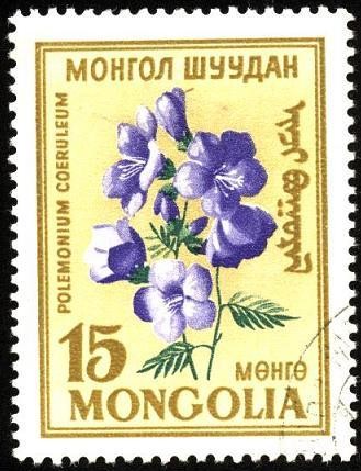 Flores de Mongolia. Polemonium coeruleum.
