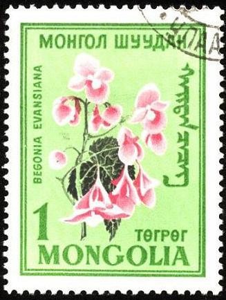 Flores de Mongolia. Begonia Evansiana.
