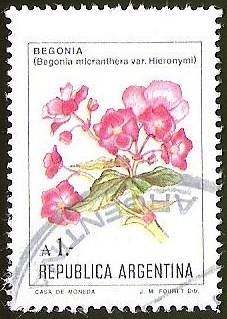 FLORES - BEGONIA