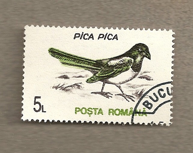 Pájaro Pica-Pica