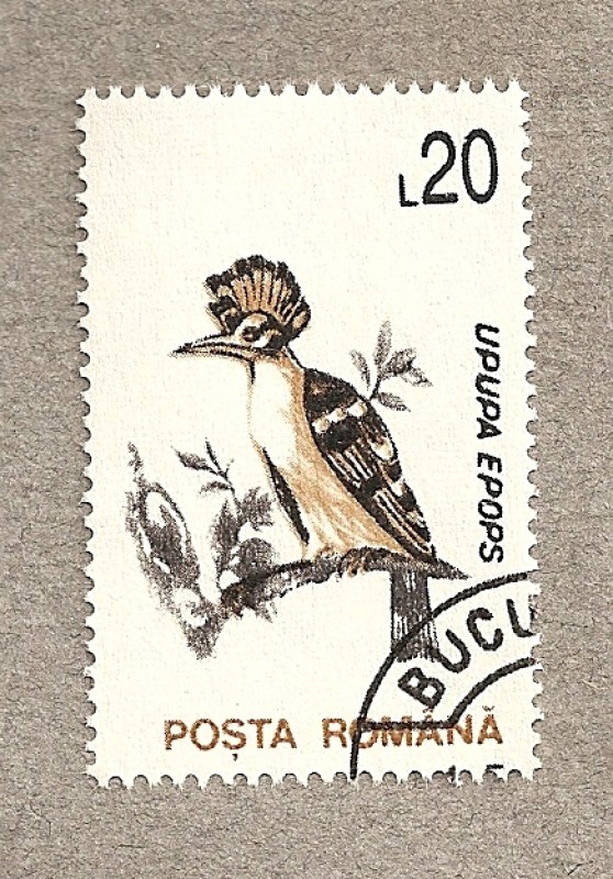 Upupa epops