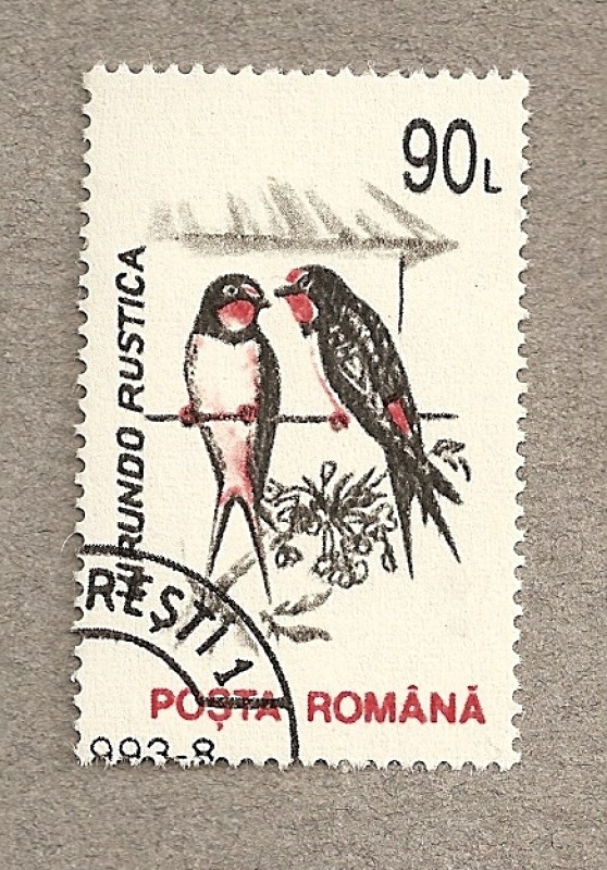 Hirundo rustica