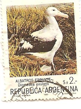 Albatros Errante
