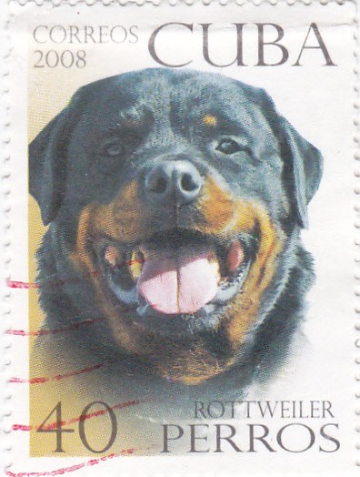 Perros-Rottweiler