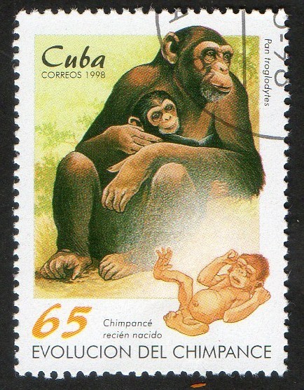 Chimpance