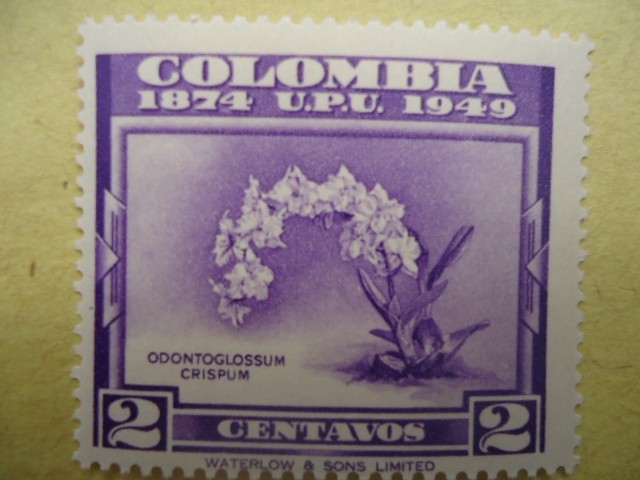 ODONTOGLOSSUM  CRISPUM-Colombia 1874  U.P:U. 1949