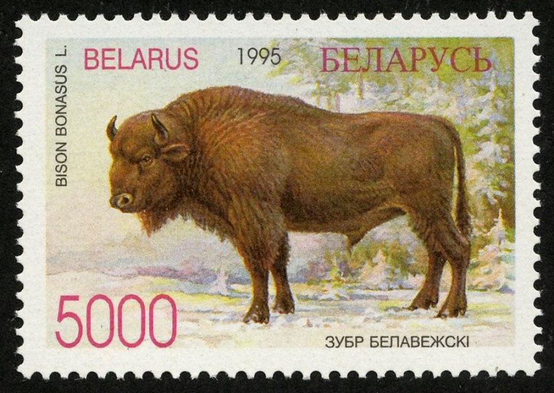 BIELORRUSIA -  Bosque de Belovezhskaya Pushcha / Bialowieza