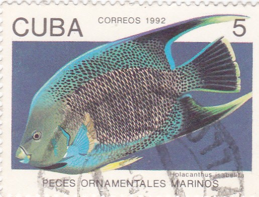 peces ornamentales marinos