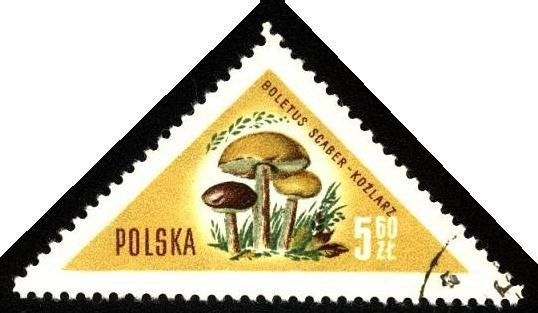 Hongos de Polonia, boletus scaber-kozlarz.