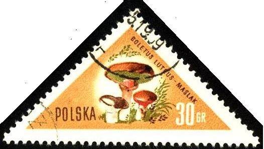 Hongos de Polonia, Boletus luteus-maslak.