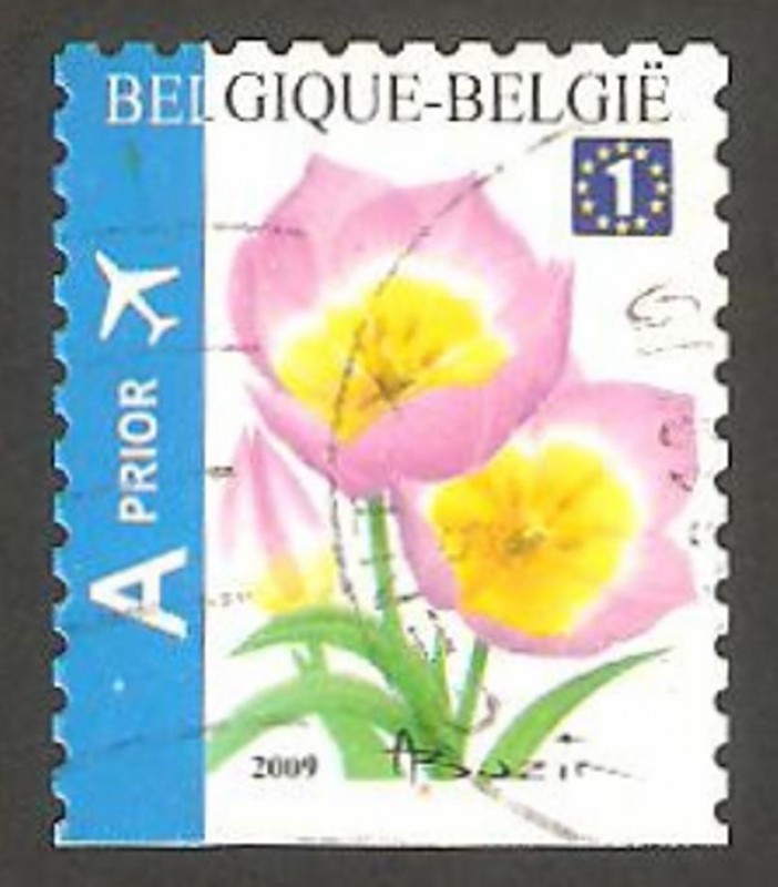 3853 - flor tulipán Bakeri