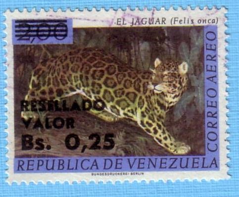 El Jaguar (Felis Onca)