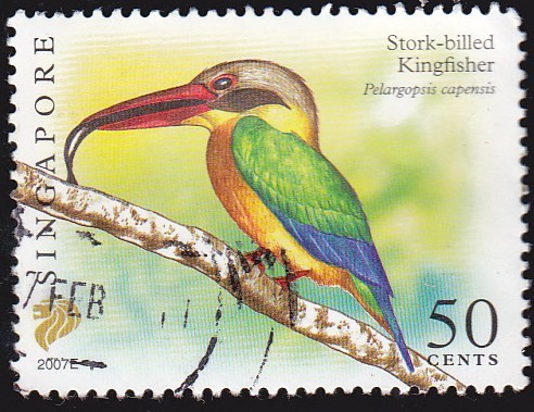 SINGAPUR - AVES STORK BILLED KINGFISHER