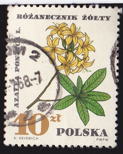 POLONIA - FLORES 