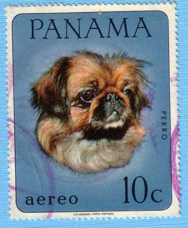 Perro