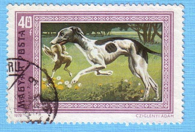 Galgo
